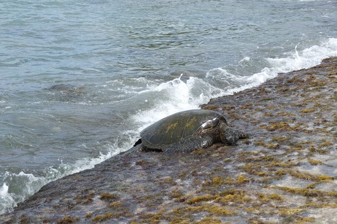 Sea Turtles in Oahu, Hawaii.