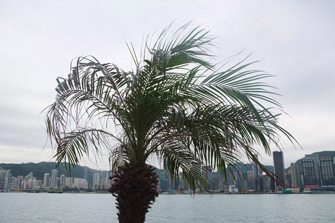 Victoria Harbour | Hong Kong