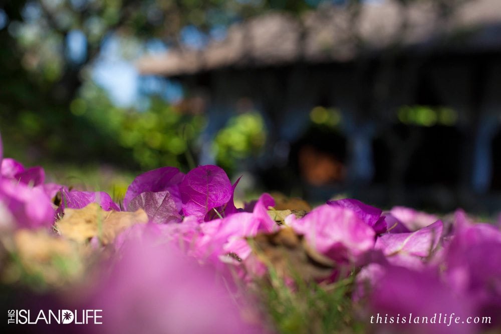 This Island Life | Fiesta time in Nueve Sandias Swimwear