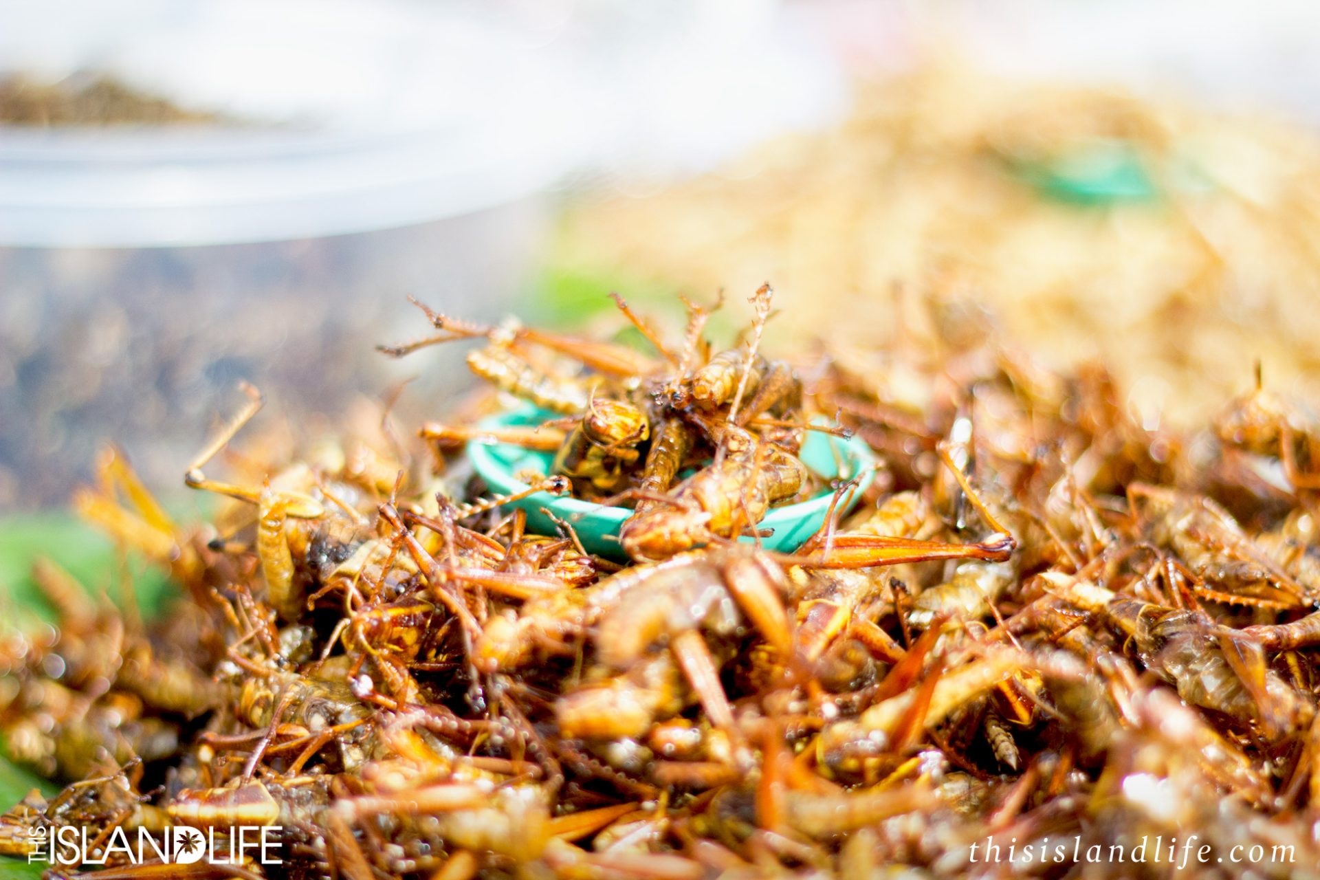 This Island Life | Eating bugs in Thailand