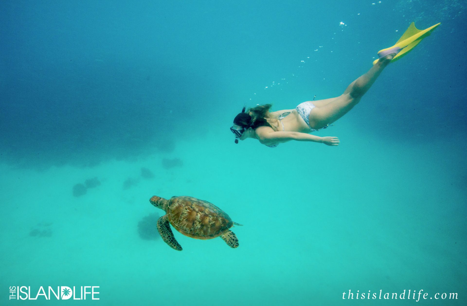THIS ISLAND LIFE | Southern Great Barrier Reef, Queensland