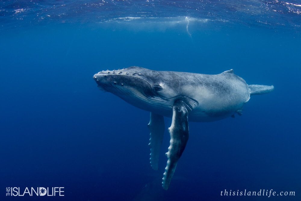 This Island Life in Tonga swimming with humpback whales
