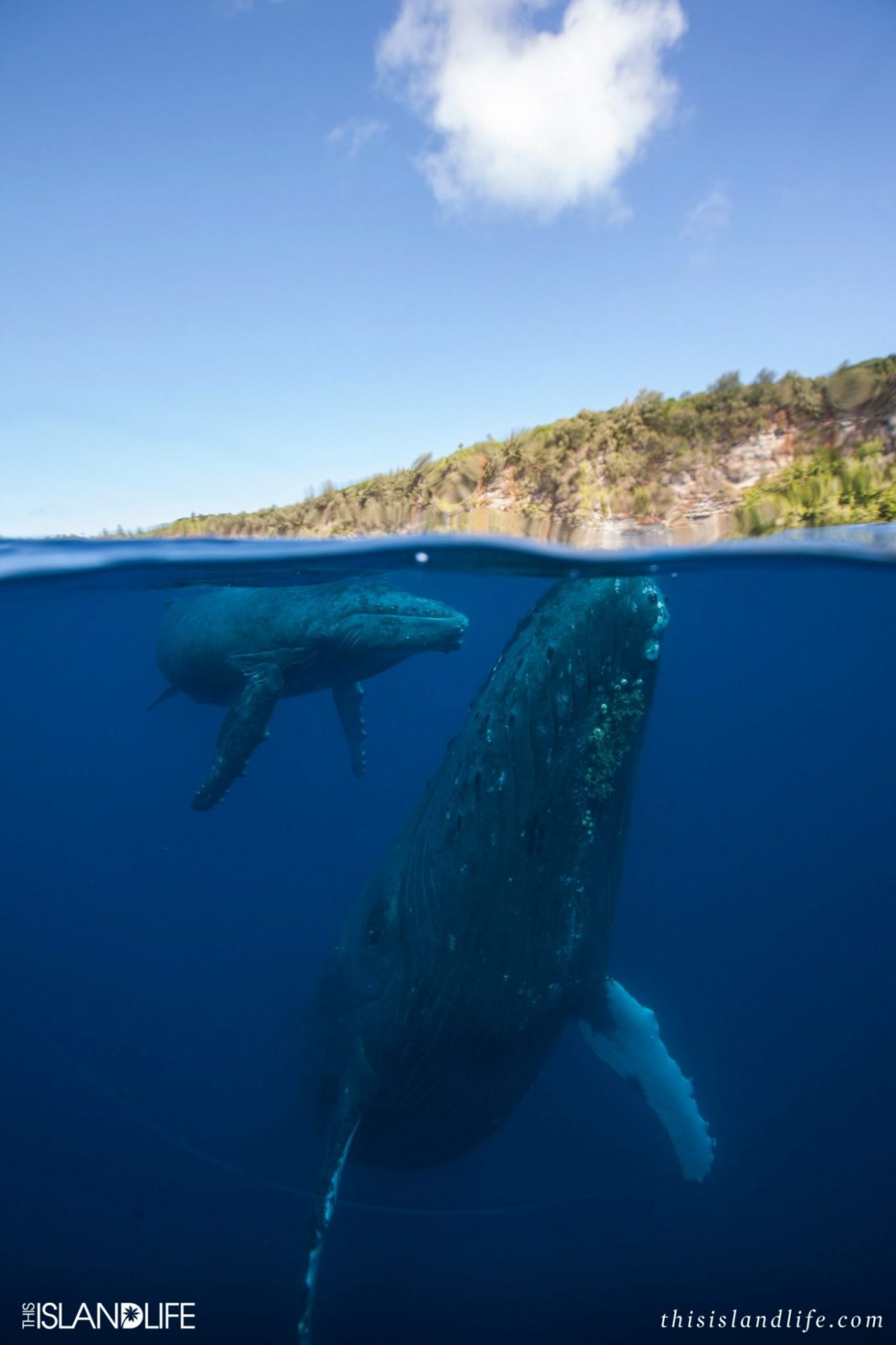 This Island Life in Tonga swimming with humpback whales