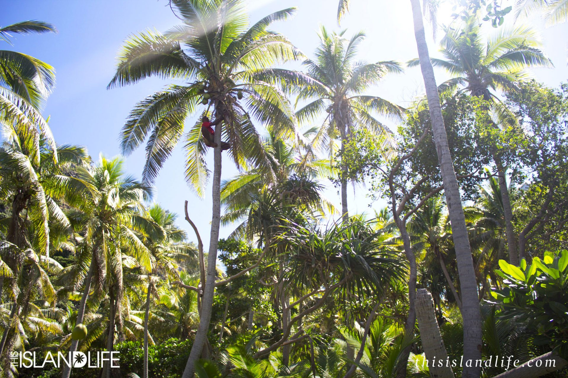THIS ISLAND LIFE |Cast Away Island (Monuriki Island), Fiji
