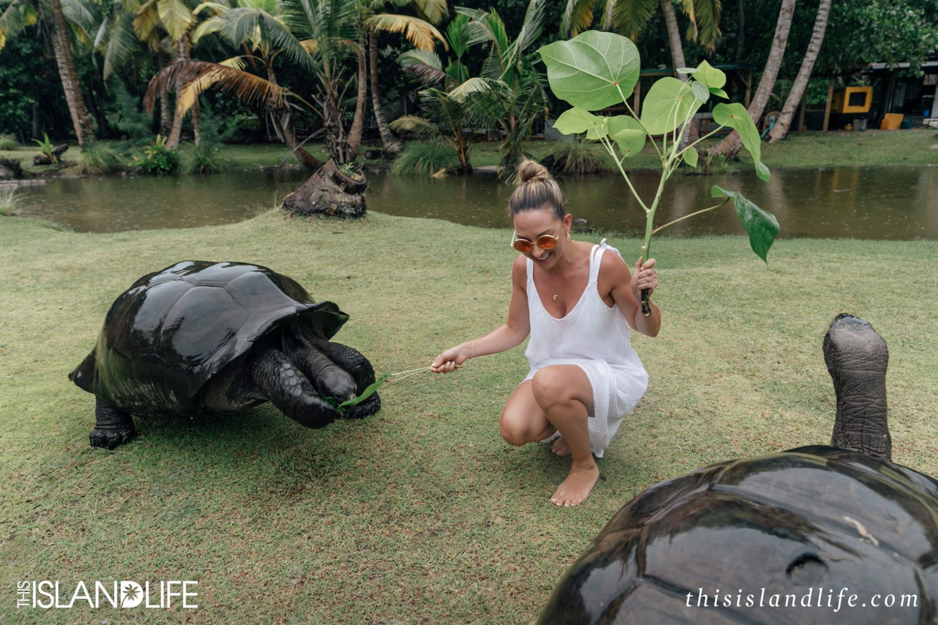 Curieuse Island and its Aldabra giant tortoises, Seychelles